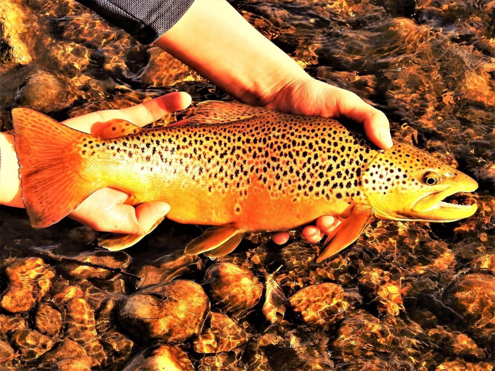 Let'S Go ! Fisherman, Families, Pools One Minute From Your Door, Comfort, Location Perfect, Amenity-Rich, Pup Friendly, Discover An Exceptional Wyoming Stay, Thermopolis River Walk Home At Hot Springs State Park, 'Where Families And Fisherman Stay' Exterior foto